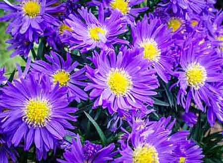 Violet aster flowers exude luxury. The color purple is associated with royalty and luxury.