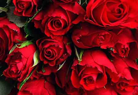 Red roses are a symbol of passion and love. Red color symbolizes love and passion.