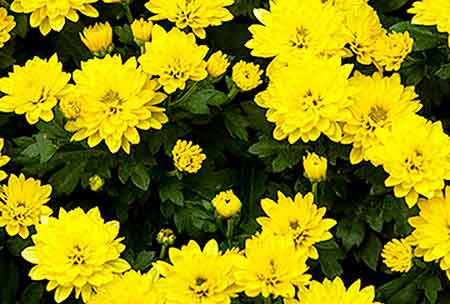 Yellow chrysanthemums burst with energy. The meaning of yellow in our paintings.