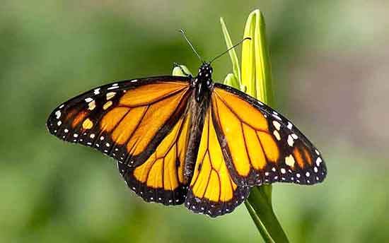 Monarch Butterfly The famous Milkweed Butterflies