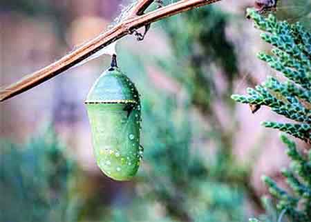 Monarch Chrysalis Chrysalis of a Monarch Butterfly