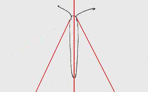 Draw a center guideline and put the butterfly's body on the guideline.