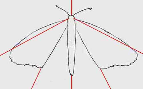 Draw guidelines and the fore-wings.