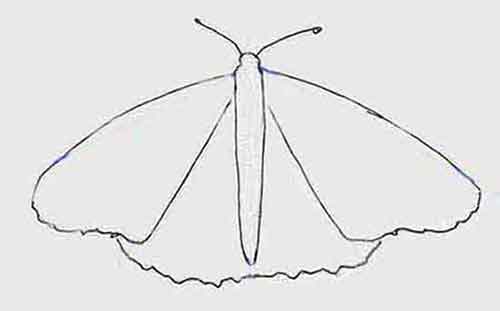 Draw the bottom edge of the Monarch's hind-wings.