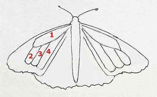 Start drawing the veins on the Monarch's fore-wings.
