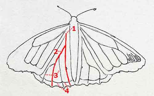 Draw the veins and the trim on the butterfly's back wings.