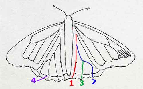 Draw the veins and the trim on the butterfly's back wings.