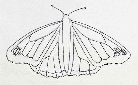 Complete your Monarch Butterfly drawing.