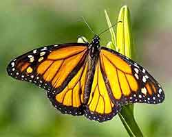 Milkweed butterflies navigation