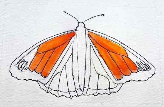 Paint the orange of the fore-wings.