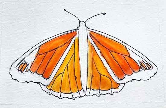 Paint a lighter orange on the hind-wings.
