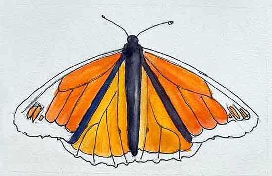 Paint the butterfly's body.