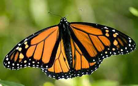 Monarch Butterfly photo