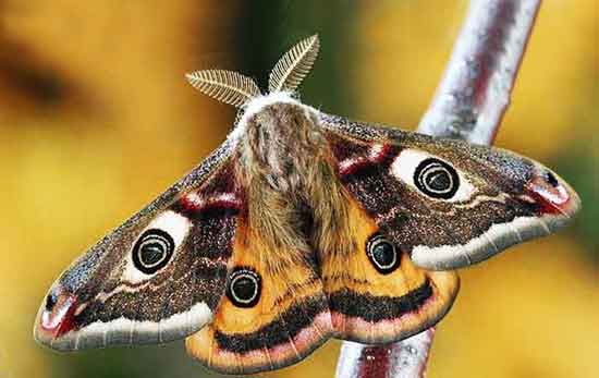 A hairy Emperor Moth This Emperor Moth has feathered antennae.