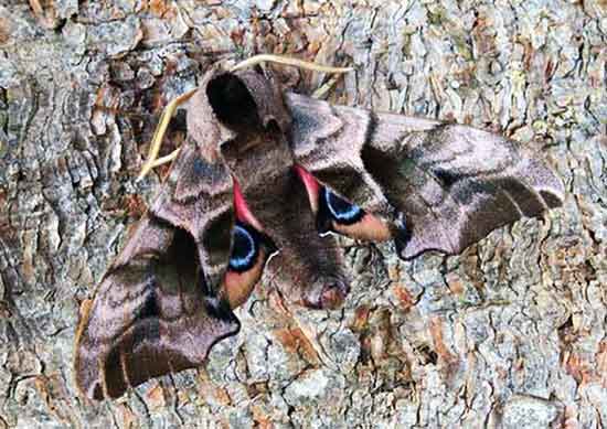 Eyed Hawk Moths get up to 3 inches. The Eyed Hawk Moth has large false eyes on its wings.