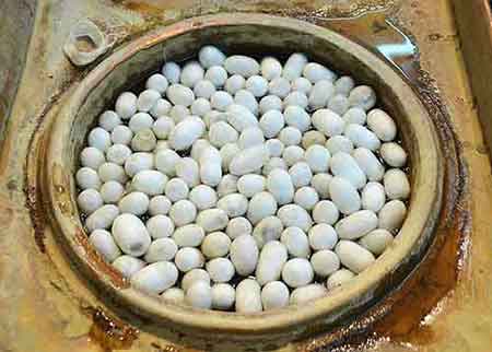 Silk cocoons getting processed. Silk Moth cocoons