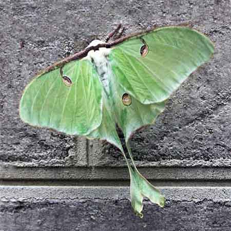 Moths vs Butterflies