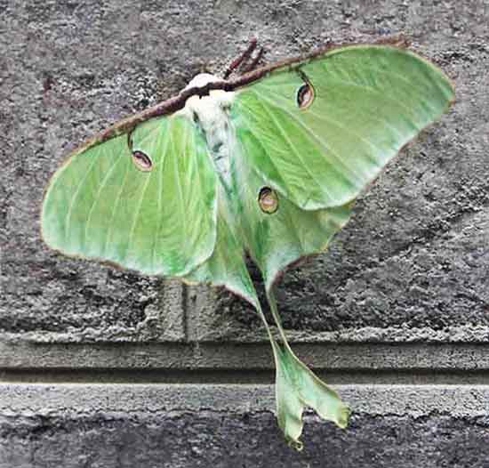 A beautiful Luna Moth Moth vs butterfly, this is not a butterfly, but a beautiful Luna Moth.