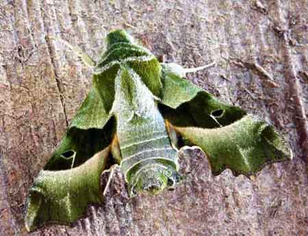 Moths have large, hairy bodies. A Willowherb hawk moth has stunning green markings.