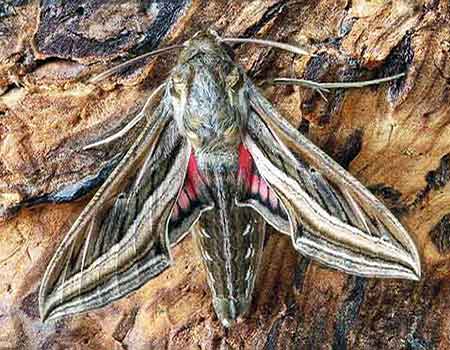 Their larva eat tomato plants. The Sphinx Moths is a type of Hawk Moth.