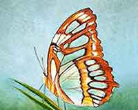 Paint a Butterfly