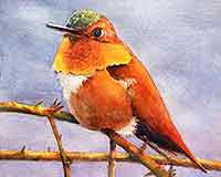 Paint a Rufous Hummingbird with watercolor.