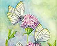 Painting Butterflies
