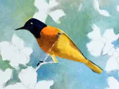 Start painting the Baltimore Oriole.