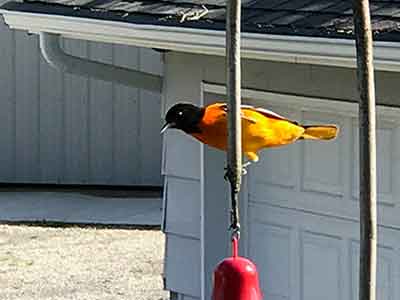 Oil painting idea from a Baltimore Oriole picture