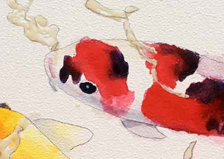 Paint the red and black fish leaving the white paper for his white parts. Painting a watercolor koi fish-3