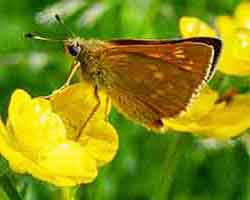 Skipper Butterflies navigation