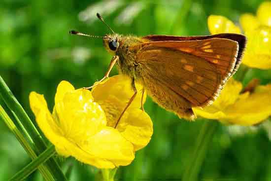 European Skipper on a yellow flower The European Skipper in now quite common in the United States.
