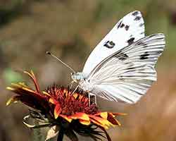 Sulphur-and-White Butterflies navigation
