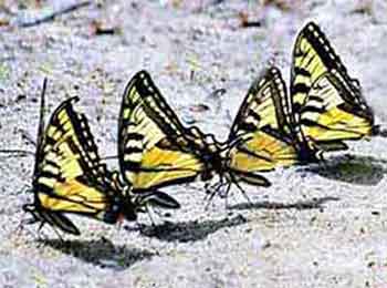 Tiger Swallowtail Butterflies puddling Tiger Swallowtail Butterflies puddling