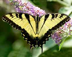 Swallowtail-Butterfliy navigation