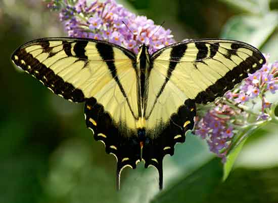 Tiger Swallowtail Butterfly Swallowtail Butterfly group