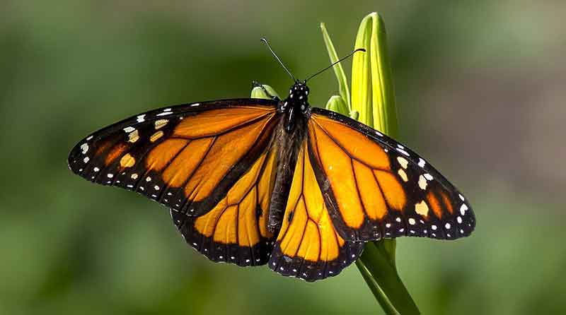 Types of butterflies seen in the United States