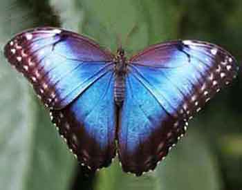 The Blue Morpho Butterfly is a popular type of butterfly.