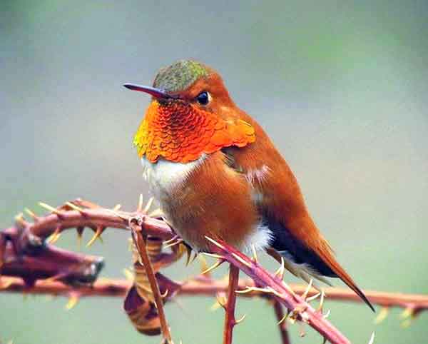 Colorful Rufous Hummingbird Types-of-Hummingbirds-rufous