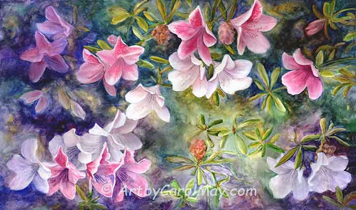 Azalea flowers are always a sign of spring. Watercolor flower paintings by Carol May "Azaleas"