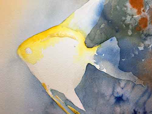 Paint the yellow on the top of the angelfish. Dampen the area to be painted.