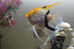 Angelfish photo A Koi Angelfish reference A