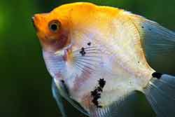 Angelfish photo B Koi Angelfish reference B