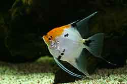 Angelfish photo C Koi Angelfish reference C