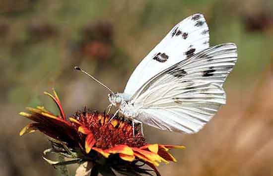 Checkered White Butterfly The Checkered White Butterfly is one of white butterflies in the United States.