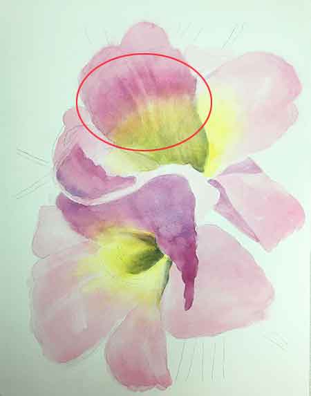 Notice the mistake on the color of the daylily.