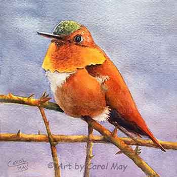 Learning how to watercolor a hummingbird step-by-step.