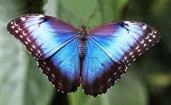 Identify the 30 popular types of butterflies found in the United States.