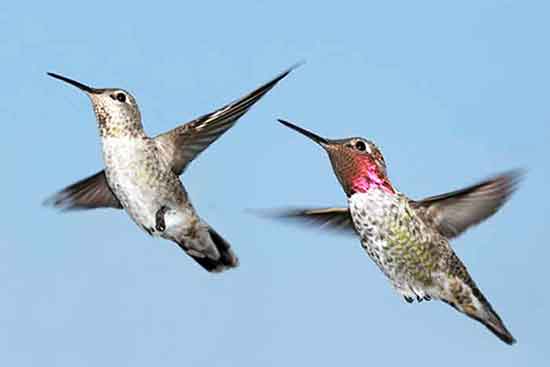 The Ruby-throated Hummingbird is the most common hummingbird in the continental United States. Identify fifteen types of hummingbird in the United States.